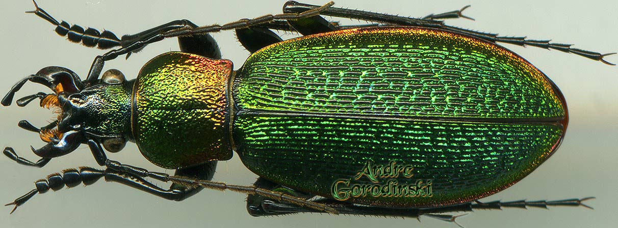 http://www.gorodinski.ru/carabus/Morphocarabus hummeli smaragdulus.jpg